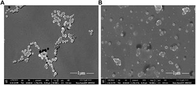 Synergistic Activity of Rhamnolipid Biosurfactant and Nanoparticles Synthesized Using Fungal Origin Chitosan Against Phytopathogens